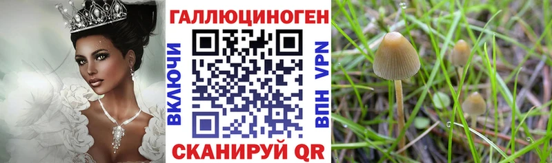 KRAKEN как войти  Нижний Тагил  Галлюциногенные грибы мицелий 